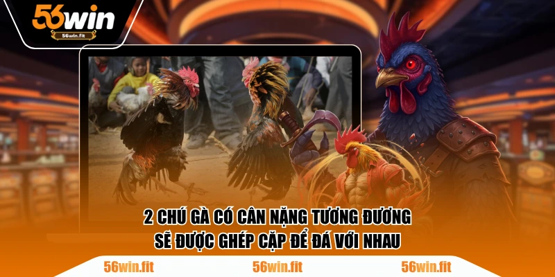 2 chú gà có cân nặng tương đương sẽ được ghép cặp để đá với nhau