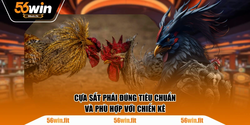 Cựa sắt phải đúng tiêu chuẩn và phù hợp với chiến kê