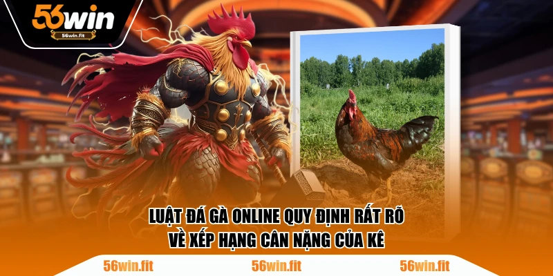 Luật đá gà online quy định rất rõ về xếp hạng cân nặng của kê