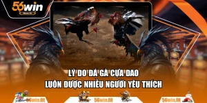 Lý Do Đá Gà Cựa Dao Luôn Được Nhiều Người Yêu Thích